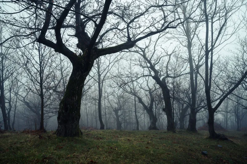 Why Ghosts Seem to Get Louder When the Leaves Start Falling